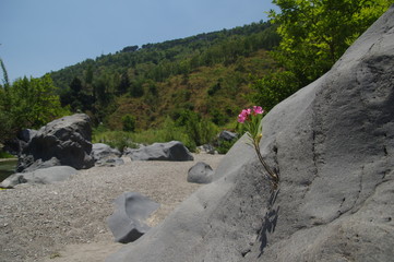 Einzelner Oleander auf Felsen