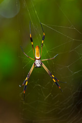 ARAÑA HILOS DE ORO - GOLDEN SILK ORB-WEAVER SPIDER (Nephila clavipes) Tortuguero National Park, Costa Rica, Central America, America