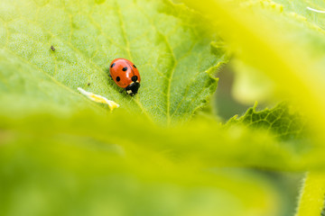 small ladybug rest in the middle of giant green leaf.