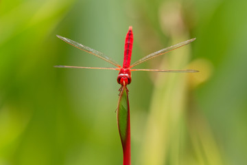 Scarlet skimmer or ruddy marsh skimmer - Crocothemis servilia a species of dragonfly of the family Libellulidae, native to east and southeast Asia and introduced to Jamaica, Florida, and Hawaii