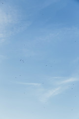 Swallows circling in the blue clear sky over the sea.