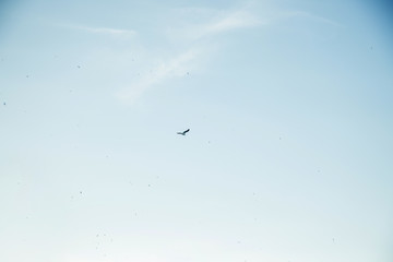 The seagull flies in the clear sky above the sea.
