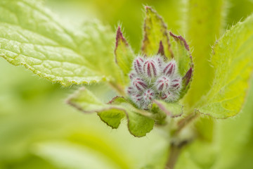 few hairy purple Borage flower buds on the tip of the branch with blurry green background