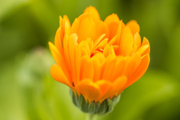 close up of one orange marigold flower blooming in the  garden with creamy green background