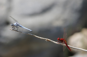 Blaue und rote Libellen auf Halm © Guido Miller