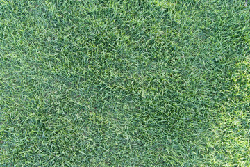 Green Grass Background Texture on Top View