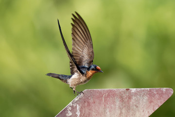 Pacific Swallow - Hirundo tahitica small passerine bird in the swallow family. It breeds in tropical southern Asia and the islands of the south Pacific