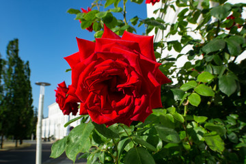 Rose Ingrid Bergman am Circus in der Rosenstadt Putbus, Rügen