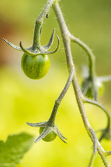 couple small green tomatoes hanging on the vein in the garden with blurry green background