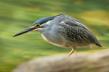 Striated Heron - Butorides striata also mangrove heron, little heron or green-backed heron, mostly non-migratory, breeding in the Old World tropics from west Africa to Japan, Australia
