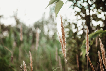 Spikelets of dry grass in the park on a summer day. Close-up.