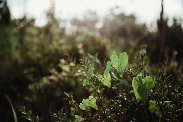 Branch of a bush with green leaves in the summer park. Close-up.