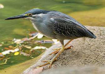 Striated Heron - Butorides striata also mangrove heron, little heron or green-backed heron, mostly non-migratory, breeding in the Old World tropics from west Africa to Japan, Australia