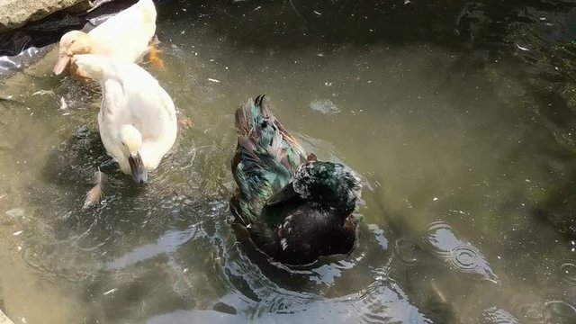 Domestic duck, black Cayuga, on a small pond. Preening feathers after bathing in strong summer sunlight. With other ducks. Viewed from high angle.