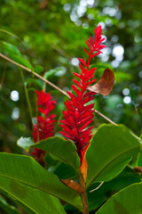 Tropical flower, Tortuguero National Park, Costa Rica, Central America, America