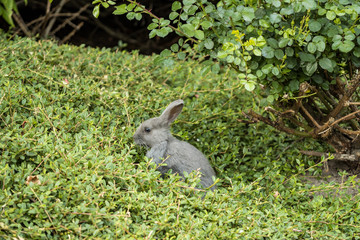 cute grey bunny eating the leaves on short green bushes in the park