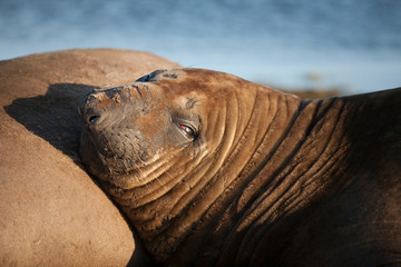 elephant seal relaxing in the later afternoon sunshine on sea lion island, falkland islands, south atlantic