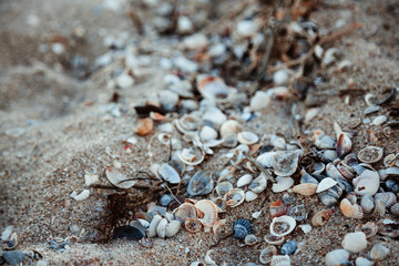 Seashells on the sea sand. Close up.