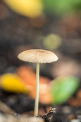 one isolated small brown mushroom with thin and long stem on the ground with colourful blurry background