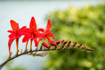 single branch of red crocosmia flowers blooming with blurry green background
