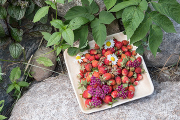 Fresh red strawberries in a wooden plate. Strawberry is a source of vitamin C. This berry is a natural aphrodisiac. Collage with wild flowers on the background of garden plants.