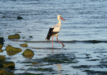 Weissstorch am Strand auf Föhr