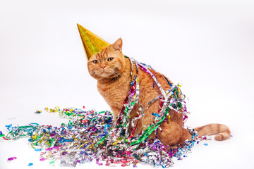 Red cat in a birthday hat and confetti on white background