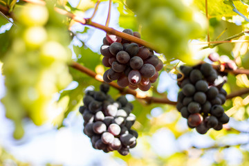 Bunches of purple/black grapes (Vitória) from Vineyard. Grape harvest.