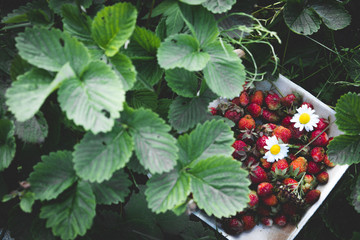 Fresh red strawberries in a wooden plate. Strawberry is a source of vitamin C. This berry is a...