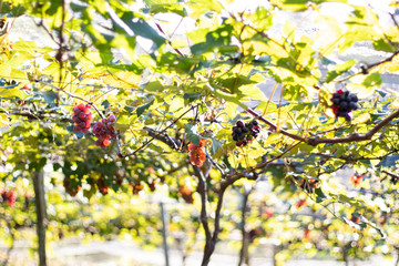 Fototapeta na wymiar Bunches of red grapes (Rosada) from Vineyard. Grape harvest.