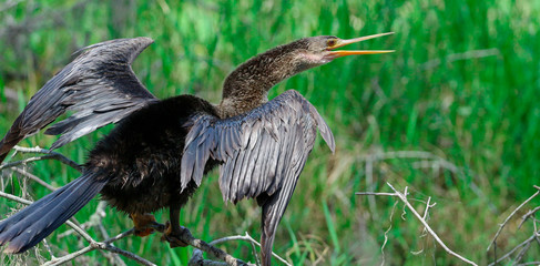 Anhinga / Snakebird / Florida Swamp Bird 