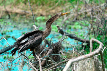 Anhinga Bird 