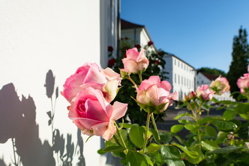 Fototapete bei efototapeten.de bestellen   
