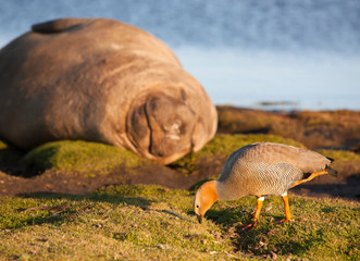 elephant seal sleeping in the falkland islands with the very rare ruddy-headed goose in the foreground.
