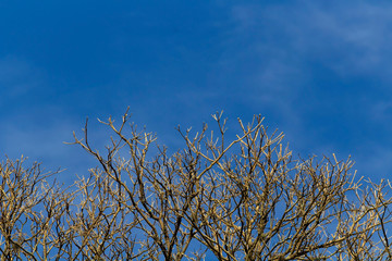 Galhos Secos IMG_5451