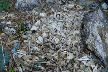 Fish bone on the beach. Plastic garbage