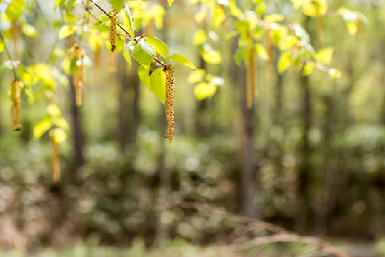 37 Best 白樺花粉 Images Stock Photos Vectors Adobe Stock