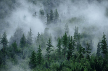 Panoramic view of misty forest. Foggy forest in a gloomy landscape