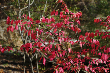 Obraz premium A tree branch with bright red foliage