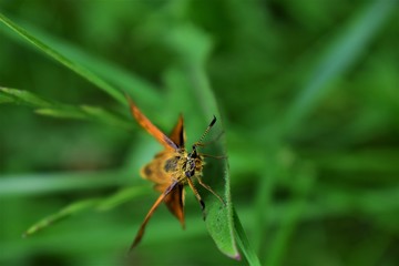 spider on a leaf