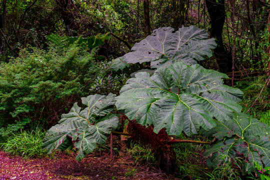 The leaves of Gunnera insignis are used in Costa Rica as improvised umbrellas, which is why they are called "poor people's umbrella" or "sombrilla de pobre"