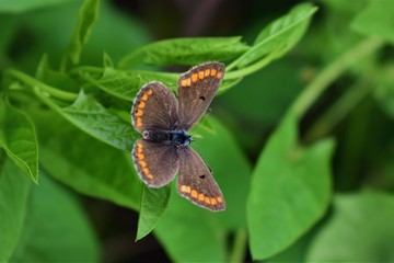Obraz premium butterfly on flower