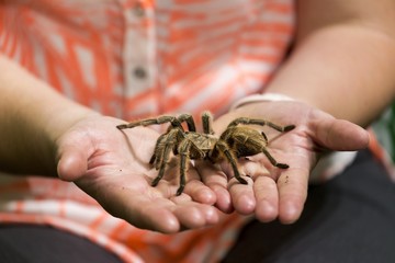 Human Hands holding Large Tarantula Spider