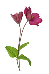 Obraz premium clematis flowers