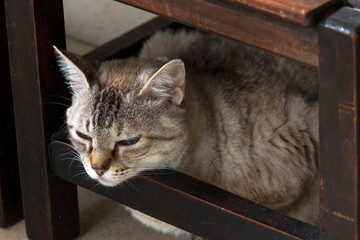 Gata Nina IMG_5458