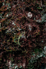 Tree Texture - Textura de Árvore #1