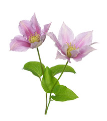 clematis