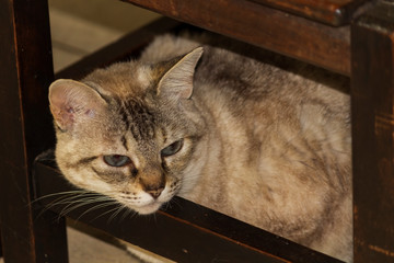 Gata Nina IMG_5461