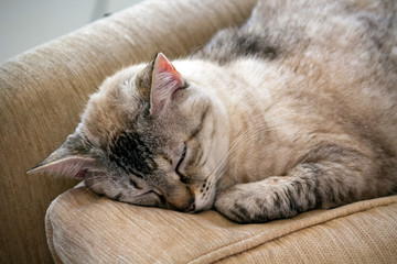 Gata Nina IMG_5467