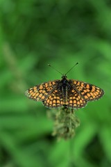 butterfly on a flower